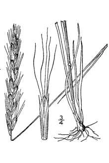 <i>Agropyron pseudorepens</i> Scribn. & J.G. Sm. var. vulpinum (Rydb.) B. Boivin