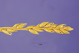 Australian Panicgrass