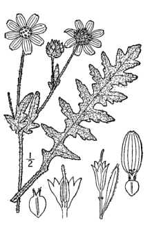 <i>Engelmannia pinnatifida</i> A. Gray ex Nutt.