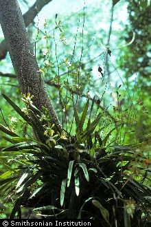 Tampa Butterfly Orchid