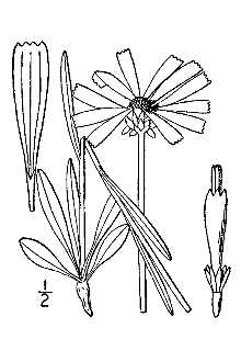 <i>Endorima uniflora</i> (Nutt.) Raf.