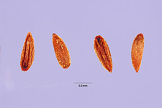 <i>Epilobium adenocaulon</i> Hausskn. var. holosericeum (Trel.) Munz