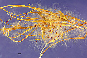 <i>Epilobium ciliatum</i> Raf. var. ecomosum (Fassett) B. Boivin
