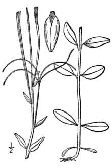 <i>Epilobium anagallidifolium</i> Lam. var. pseudoscaposum (Hausskn.) Hultén