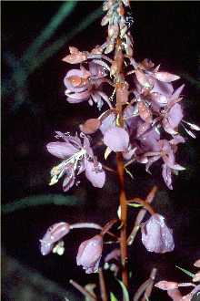 <i>Chamerion angustifolium</i> (L.) Holub var. angustifolium