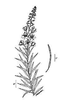 <i>Chamaenerion angustifolium</i> (L.) Scop.