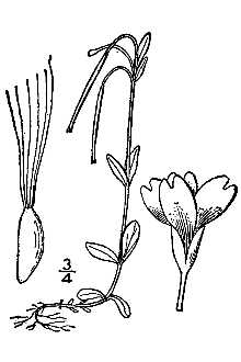 <i>Epilobium anagallidifolium</i> Lam. var. pseudoscaposum (Hausskn.) Hultén