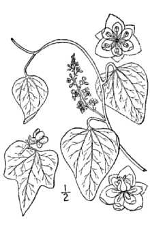 <i>Epibaterium carolinum</i> (L.) Britton