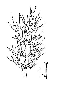 <i>Epilobium rosmarinifolium</i> Pursh