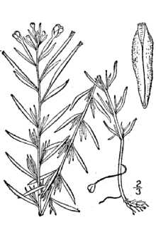 <i>Epilobium palustre</i> L. var. grammadophyllum Hausskn.