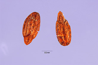 <i>Epilobium paniculatum</i> Nutt. ex Torr. & A. Gray var. hammondii (Howell) M. Peck