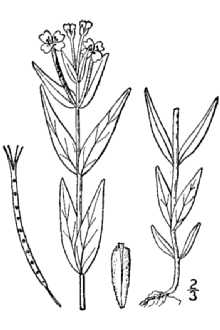 <i>Epilobium palustre</i> L. var. labradoricum Hausskn.