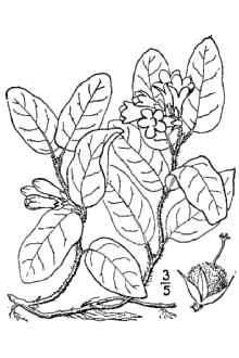 <i>Epigaea repens</i> L. var. glabrifolia Fernald