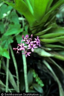 Lopsided Star Orchid