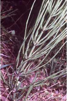 <i>Equisetum arvense</i> L. var. boreale (Bong.) Rupr.