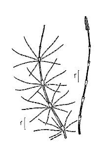 <i>Equisetum arvense</i> L. var. alpestre Wahlenb.