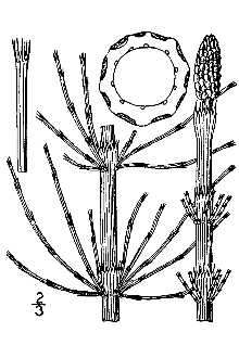 <i>Equisetum fluviatile</i> L. var. limosum (L.) Gilbert