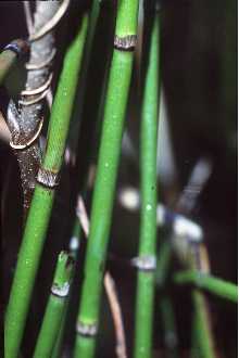 Smooth Horsetail