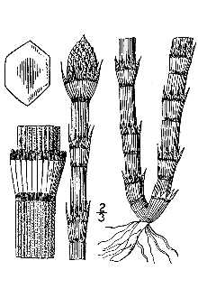 <i>Equisetum hyemale</i> L. var. robustum (A. Braun) A.A. Eaton