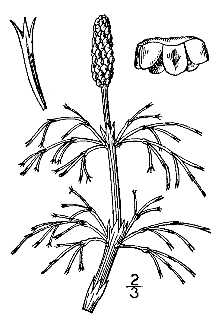 <i>Equisetum sylvaticum</i> L. var. pauciramosum Milde