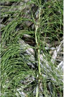 <i>Equisetum sylvaticum</i> L. var. multiramosum (Fernald) Wherry