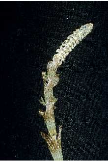 <i>Equisetum sylvaticum</i> L. var. multiramosum (Fernald) Wherry
