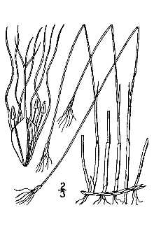 <i>Baeothryon alpinum</i> (L.) Egor.