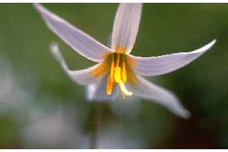 White Fawnlily