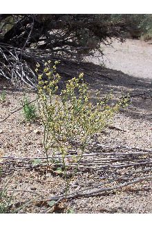 <i>Eriogonum mohavense</i> S. Watson ssp. ampullaceum (J.T. Howell) S. Stokes