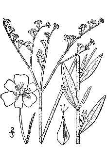 Annual Buckwheat