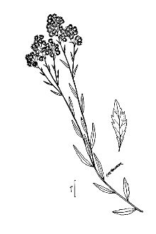 <i>Erigeron annuus</i> (L.) Pers. var. discoideus (Vict. & J. Rousseau) Cronquist