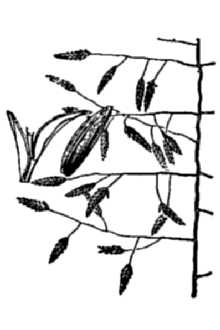 <i>Eragrostis tephrosanthos</i> Schult.