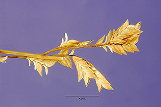 <i>Eragrostis nutans</i> auct. non (Retz.) Nees ex Steud.