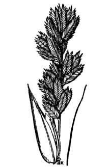<i>Eragrostis oxylepis</i> (Torr.) Torr. var. beyrichii (J.G. Sm.) Shinners