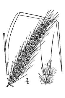 <i>Erianthus brevibarbis</i> Michx.