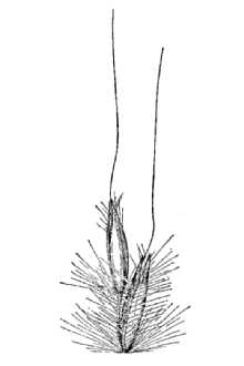 <i>Erianthus brevibarbis</i> Michx.