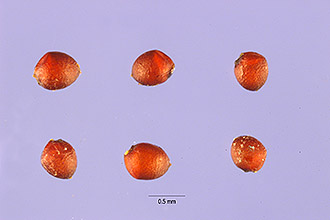 <i>Eragrostis brownei</i> (Kunth ex Chapm.) Nees ex Steud.