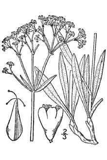 <i>Eriogonum brevicaule</i> Nutt. ssp. grangerense (M.E. Jones) S. Stokes