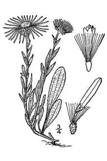 <i>Erigeron caespitosus</i> Nutt. var. laccoliticus M.E. Jones