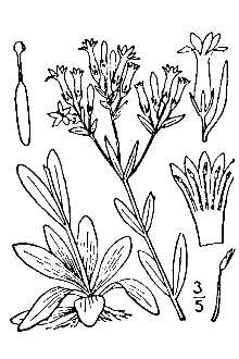<i>Centaurium umbellatum</i> auct. non Gilib.