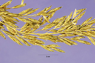 <i>Eragrostis robusta</i> Stent