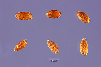 <i>Eragrostis nutans</i> auct. non (Retz.) Nees ex Steud.
