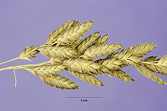 <i>Eragrostis chariis</i> auct. non (Schult.) Hitchc.
