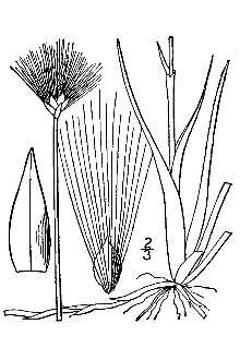 <i>Eriophorum russeolum</i> Fr. ex Hartm. ssp. rufescens (E.S. Anderson) Hyl., nom. inq.