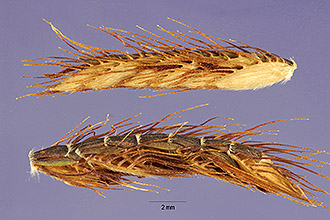 Fringed Centipede Grass