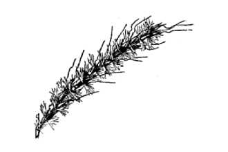 Sortbeard Plumegrass