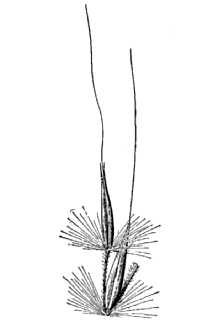 <i>Erianthus coarctatus</i> Fernald
