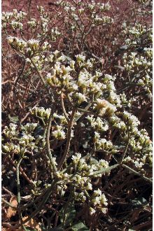<i>Eriogonum corymbosum</i> Benth. var. revealianum (S.L. Welsh) Reveal