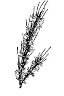 <i>Erianthus coarctatus</i> Fernald var. elliottianus Fernald