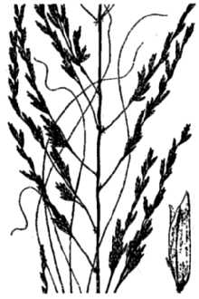 <i>Eragrostis robusta</i> Stent